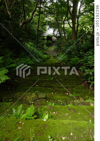 妙法寺 苔の石段 妙法寺 苔の石段 105192396