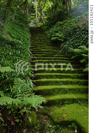 妙法寺 苔の石段 妙法寺 苔の石段 105192421