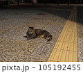 歩道に寝そべってこちらを見る猫 105192455