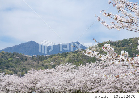 つくば市の桜と筑波山 105192470