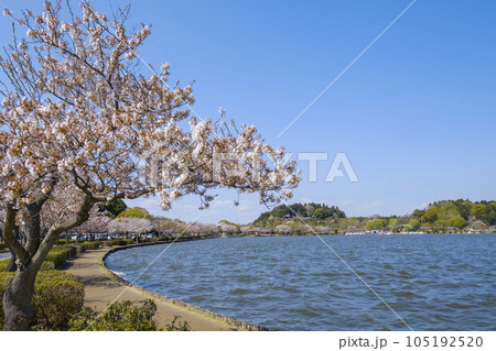 水戸市千波湖のサクラと偕楽園と好文亭 105192520