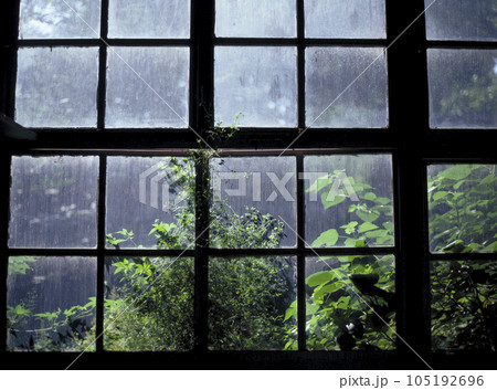 古い建物の窓から見える中庭の植物（グリーン） 105192696