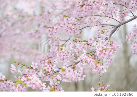 早春の河津桜 早春の河津桜 105192860