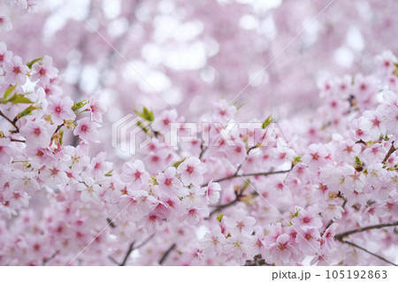 早春の河津桜 105192863