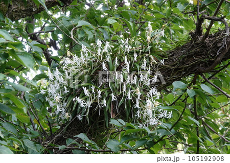 庭に良い香りが立ち込めるほど咲き誇るフウランの花 庭に良い香りが立ち込めるほど咲き誇るフウランの花 105192908