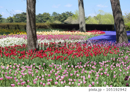 ひたちなか市海浜公園に咲くチューリップ 105192942
