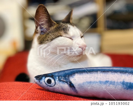 リアルな魚のおもちゃに無関心な猫 105193002