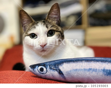 リアルな魚のおもちゃに無関心な猫 105193003