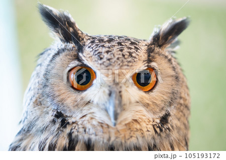 シベリアワシミミズク 105193172