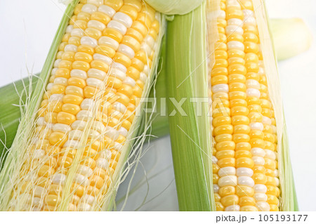 とうもろこし（ドルチェドリーム） 105193177