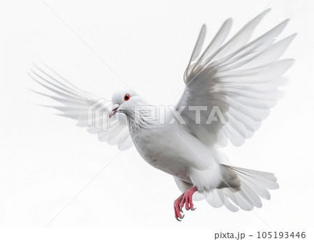 白色の鳩 白背景 AI生成画像 ジェネレーティブAIのイラスト素材