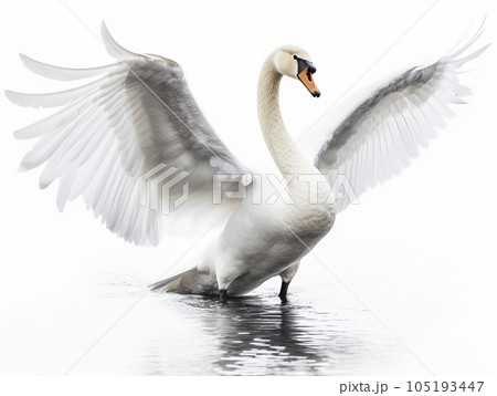 白鳥 白背景 AI生成画像 ジェネレーティブAIのイラスト素材 [105193447] - PIXTA