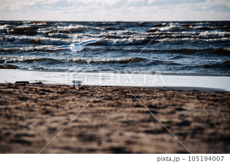 Black-headed gull flies over the sea surface with waves. Watching seagulls becomes one of the elements of a relaxing holiday on the beach. Black-headed gull flies over the sea surface with waves. Watching seagulls becomes one of the elements of a relaxing holiday on the beach. 105194007
