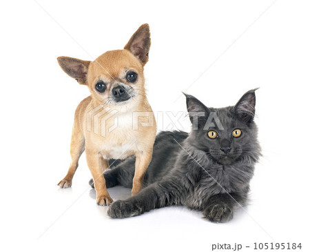 maine coon kitten and chihuahua 105195184