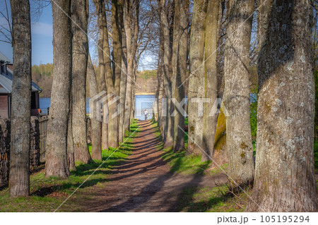 Cycling on treelined path through majestic autumn leaf colors of beech trees Cycling on treelined path through majestic autumn leaf colors of beech trees 105195294