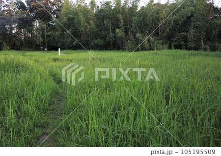 佐土原城 105195509