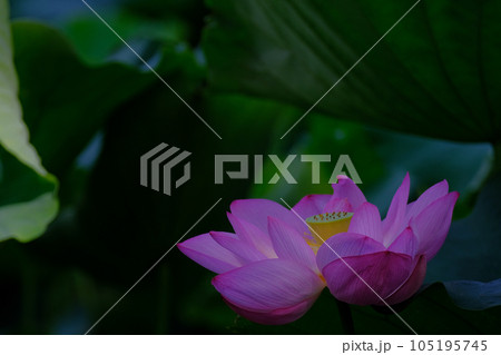 密やかに咲く桃色の花、静謐さ、荘厳さ 105195745