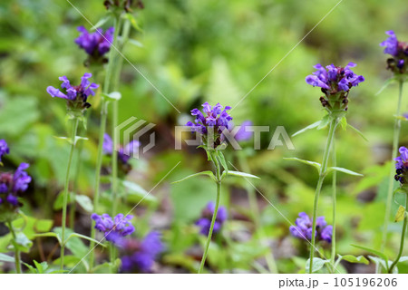 【長野県 信濃町】黒姫高原に咲くウツボグサ 【長野県 信濃町】黒姫高原に咲くウツボグサ 105196206
