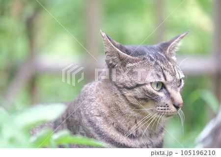 見つめる猫（何があるのかな） 105196210