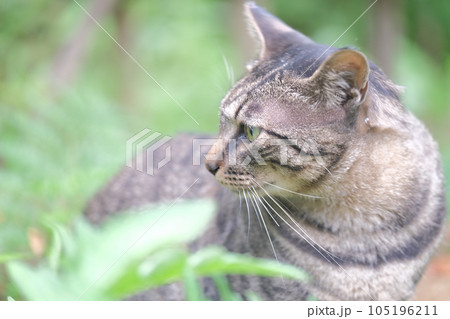 見つめる猫(こちら側を見るのに飽きたようです) 見つめる猫(こちら側を見るのに飽きたようです) 105196211