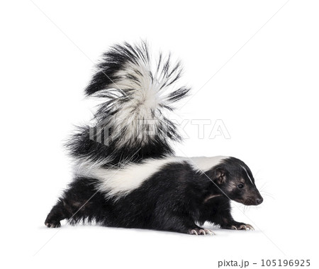 Skunk on white background 105196925