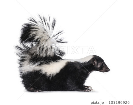 Skunk on white background 105196926