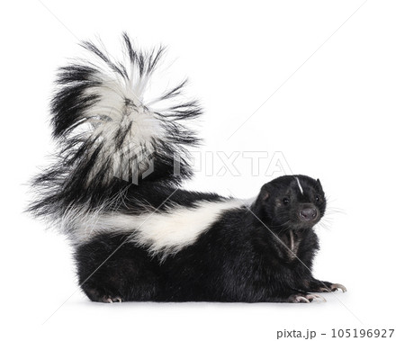 Skunk on white background 105196927