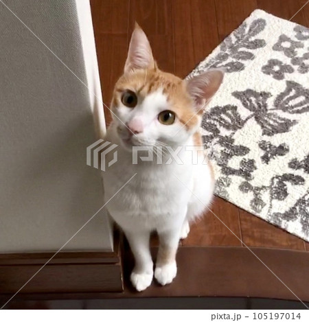 玄関でおかえりをしてくれる猫 玄関でおかえりをしてくれる猫 105197014