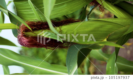 Ripe green ear of corn on the trunk of a corn plant. Vertical video Ripe green ear of corn on the trunk of a corn plant. Vertical video 105197937