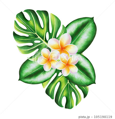 Watercolor realistic tropical illustration of plumeria flowers with monstera leaves isolated on white background. Beautiful botanical hand painted frangipani. For designers, spa decoration, postcards 105198119
