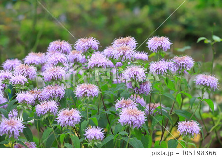 矢車薄荷（ヤグルマハッカ） or  モナルダ 105198366