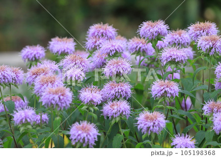 矢車薄荷（ヤグルマハッカ） or  モナルダ 105198368