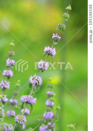 目草薄荷（メグサハッカ）or  ペニーロイヤルミント 105198588