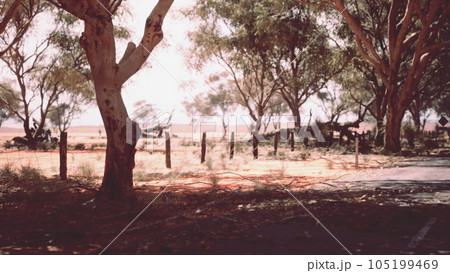 Eucalyptus forest plantation and empty highway in Brazil 105199469