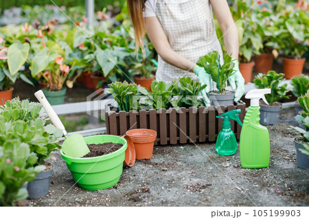 Close up of young woman transplants plants and takes care of flowerpots in greenhouse. 105199903