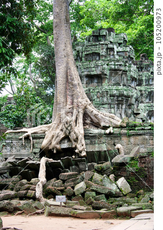 Ta Prohm temple in Siem Reap Ta Prohm temple in Siem Reap 105200973