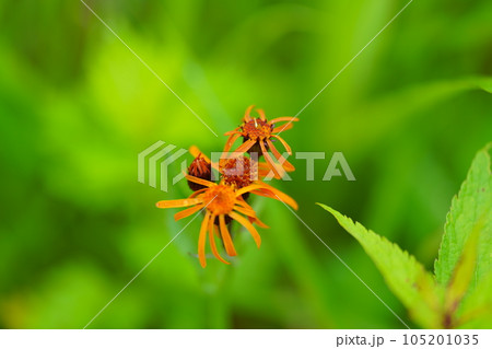 コウリンカの花 コウリンカの花 105201035