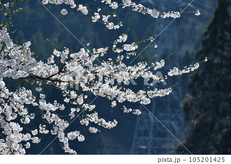 桜イメージ 105201425