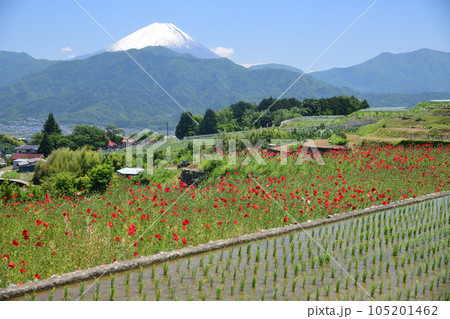 南アルプス市 中野地区の休耕田の花咲く棚田と富士山 105201462