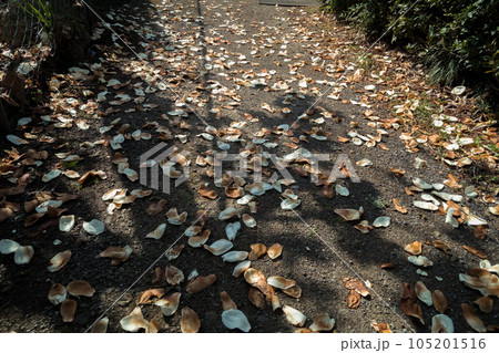 ハクモクレンの花びらが歩道に落ちる 105201516