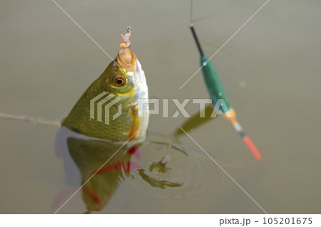 the big Baltic redeye 105201675