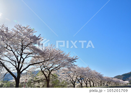 胎内市夏井の桜並木（新潟県） 105201709