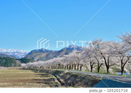 胎内市夏井の桜並木(新潟県) 胎内市夏井の桜並木(新潟県) 105201710