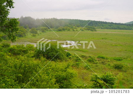 八島湿原の初夏 105201783