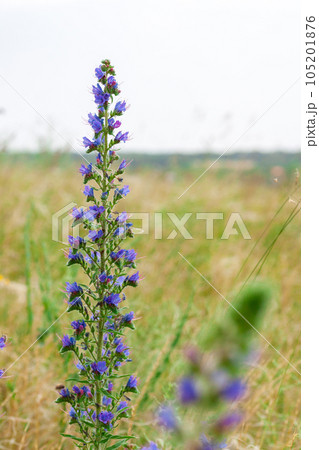 Purple Alpine Fireweed. ield of blooming sally flowers. 105201876