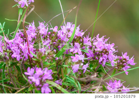 Blooming thyme plant Thyme herb grows in the garden. Organic herb green thyme. Blooming thyme plant Thyme herb grows in the garden. Organic herb green thyme. 105201879
