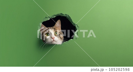 Cute Kitty peeking out of a hole in wall, torn hole, empty copy space frame, mockup. Generative AI weber. Cute Kitty peeking out of a hole in wall, torn hole, empty copy space frame, mockup. Generative AI weber. 105202598