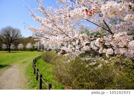 桜 ソメイヨシノの花 満開 桜 ソメイヨシノの花 満開 105202935