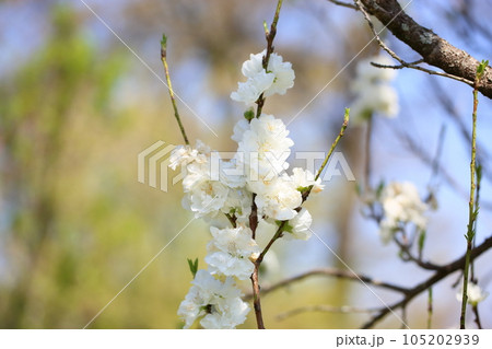 ハナモモの花 ハナモモの花 105202939