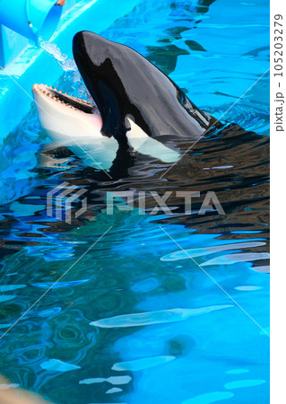 名古屋港水族館のシャチ 名古屋港水族館のシャチ 105203279